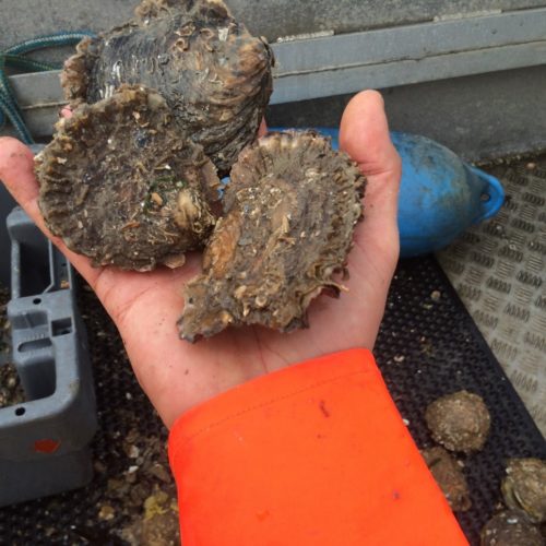 Figure 6 Relaid oysters after a year in the water at Mumbles