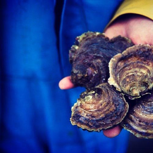 Getty Images- Fal Oyster