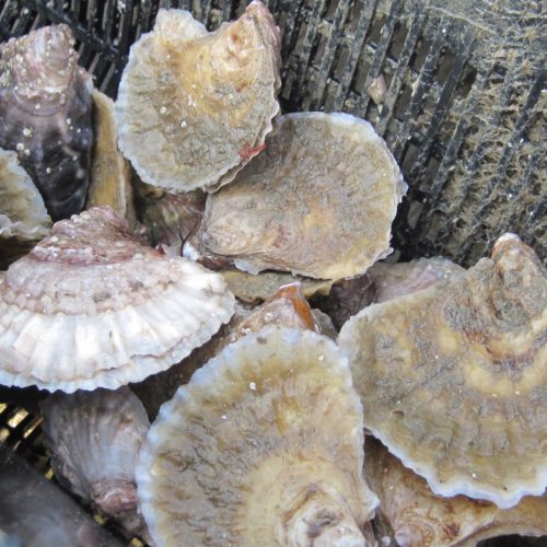 Jersey Sea Farms