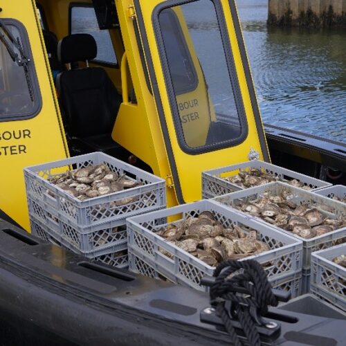 Luke_Helmer_Solent_Oyster11