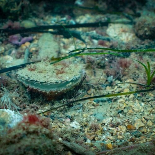 Luke_Helmer_Solent_Oyster3