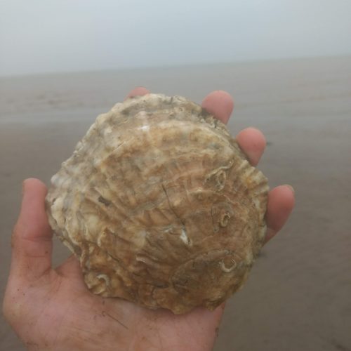Native Oyster in hand