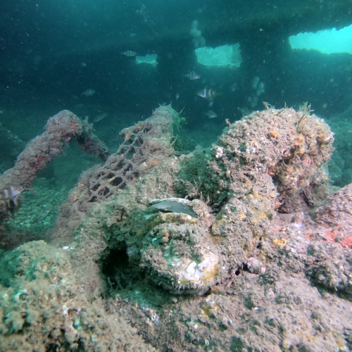 Native flat oysters inside a shipwreck in shallow water