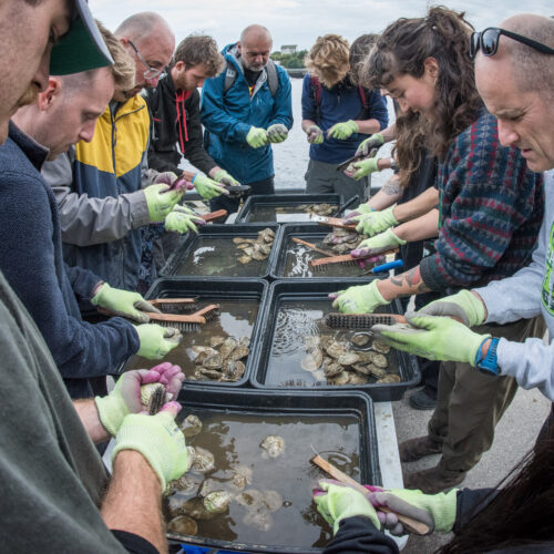 Oyster cleaning_Gilbert Johnston_Stronger Shor (1 (4)