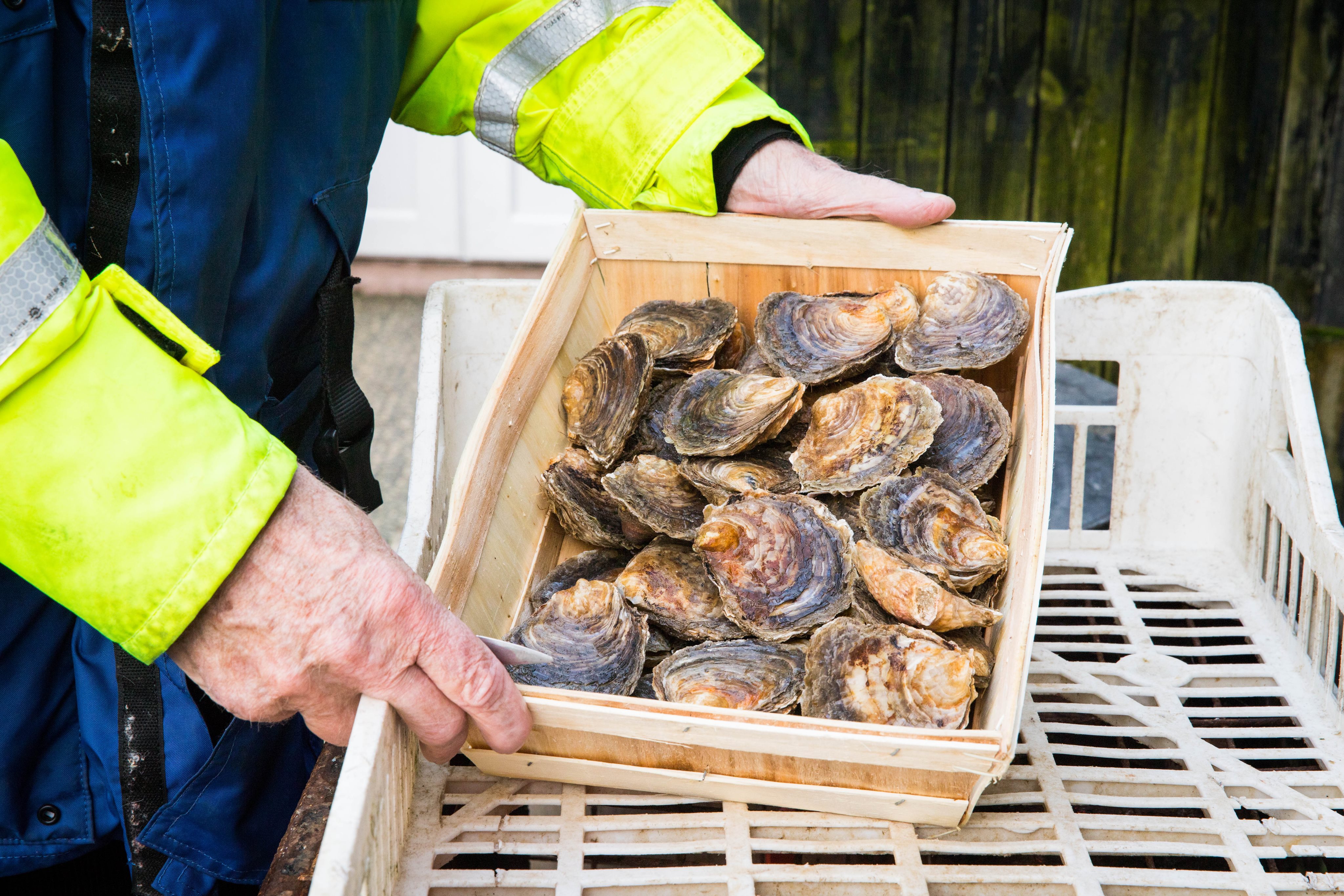 Essex estuary to be sanctuary for 'mother oysters' – Native Oyster