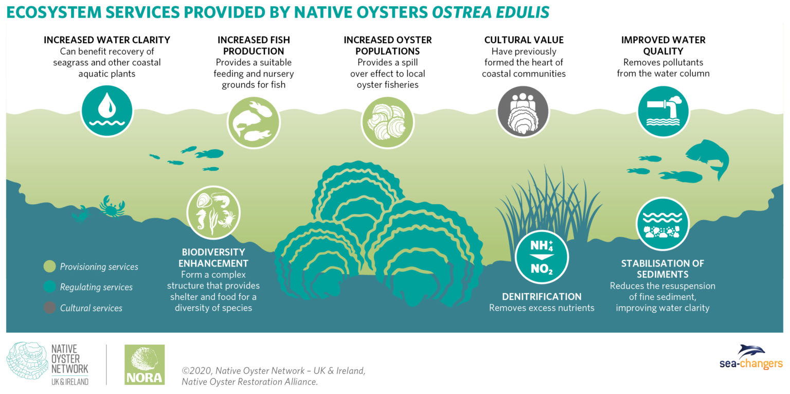 Resources Native Oyster Network