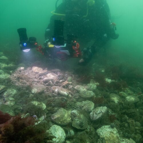 Diver with Ostrea edulis