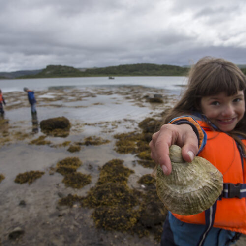 Seawilding Native Oyster Reintroduction. Boxes delivered from morecomeb bay to be released into loch craginish. Children showing Oyster.